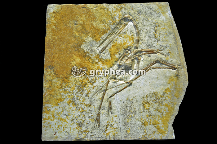 Ptérodactyle fossilisé (Pterodactylus longirostris, 140 Ma) - gryphea.com